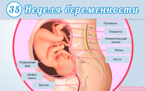 На 36 неделе беременности ребенок стал меньше шевелиться в животе