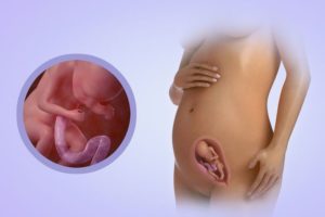 18 неделя беременности двойней что происходит с малышом и мамой