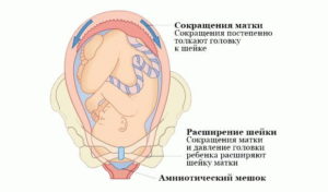Матка во время беременности сокращается матка
