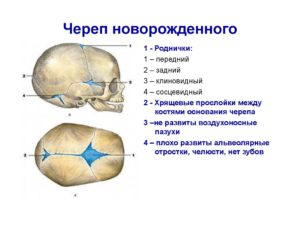 Кости черепа у новорожденных мягкие