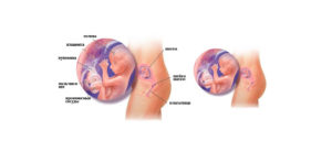 Где Находится Ребенок На 15 Неделе Беременности