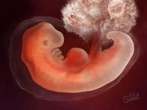 Вторая эмбриональная неделя беременности