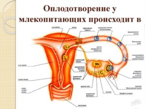 Как Происходит Оплодотворение Яйцеклетки У Человека Видео
