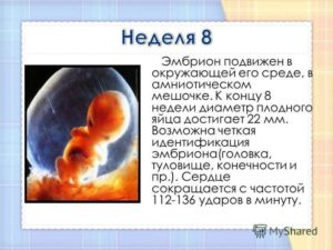 8 Недель и 2 дня беременности