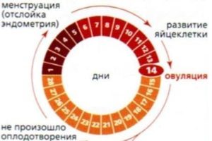 Может ли овуляция быть на 7 день после месячных