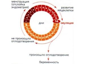 Может ли овуляция быть на 7 день после месячных