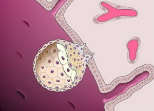 Что делать чтобы эмбрион прикрепился к матке при эко