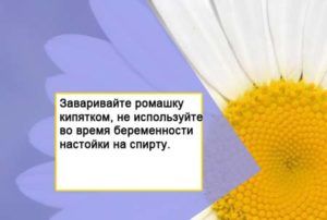 Можно ли пить ромашку при беременности на ранних сроках