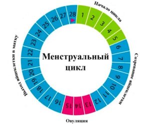 Овуляция За Сколько Дней До Месячных Начинается