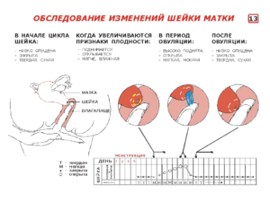 Твердая или мягкая матка при беременности