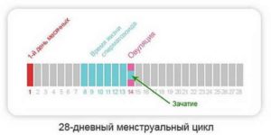 Через неделю после зачатия пришли месячные