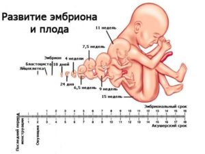 Можно ли почувствовать шевеление плода на 13 неделе