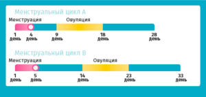 Сколько проходит дней между месячными