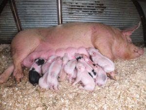 Если появилось молозиво у свиньи перед опоросом через сколько роды