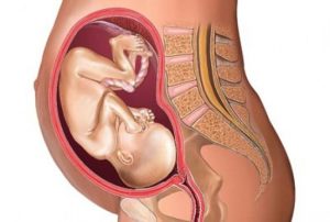 Как располагается ребенок в животе на 24 неделе беременности