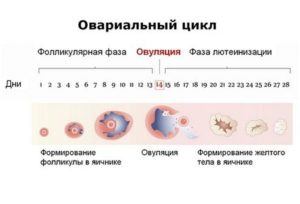 Как часто происходит овуляция после 40 лет