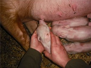 Если появилось молозиво у свиньи перед опоросом через сколько роды