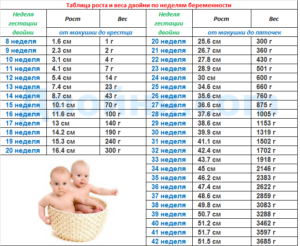 25 26 Недель беременности сколько