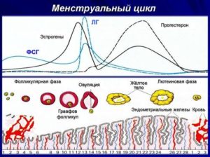 Как часто происходит овуляция после 40 лет