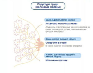 Соски на первых неделях беременности