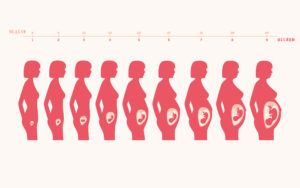 На каком сроке начинает увеличиваться матка при беременности