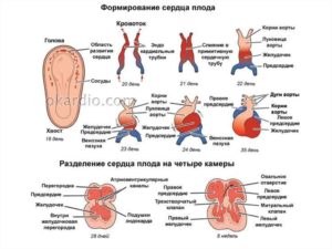 Можно ли почувствовать сердцебиение плода через живот рукой