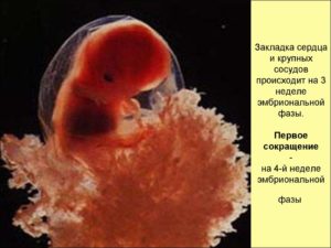 11 Неделя беременности от зачатия фото