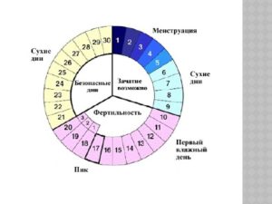 Через сколько дней после овуляции приходят месячные при нерегулярном цикле