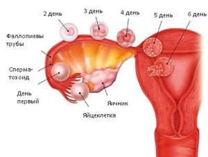 Болит левый яичник 7 неделе беременности