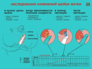 Можно ли достать пальцем до шейки матки при беременности