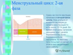 Длинная вторая фаза цикла причины