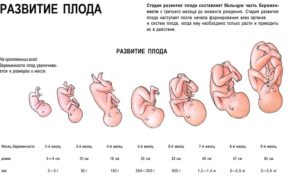 Предвестники родов 33 неделе беременности