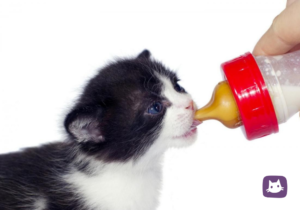 Что делать если котенок не пьет молоко у матери
