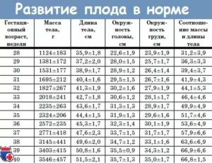Анатомия плода 32 неделе беременности норма
