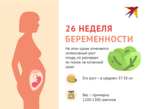 26 Неделя беременности от зачатия