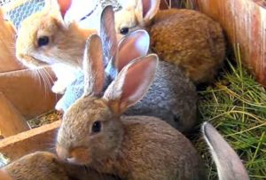 Можно ли кроликов кормить сахарной свеклой