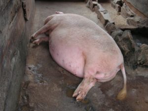 Признаки опороса у свиньи за 15 дней до опороса