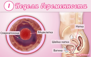 Первая неделя после зачатия форум