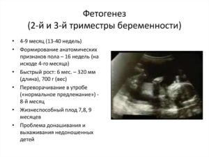 Симптомы беременности на 4 неделе после зачатия