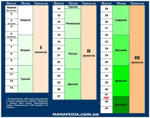 С Какой Недели Начинается Второй Триместр Беременности