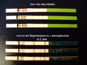 Покажет ли тест овуляцию. Тест на овуляцию и беременность. Тест на овуляцию показывает беременность на ранних. Тест на овуляцию показывает беременность. Тест на овуляцию показал беременность раньше теста на беременность.