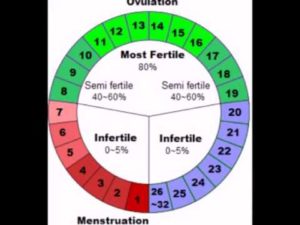 Когда Наступает Овуляция При 26 Дневном Цикле