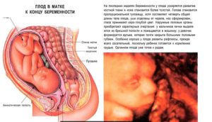 38 Неделя беременности хочется секса