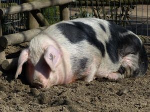 Признаки опороса у свиньи за 15 дней до опороса