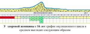 Через сколько дней после овуляции приходят месячные при нерегулярном цикле