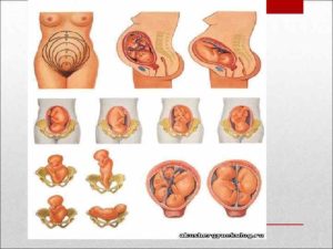 30 недель как понять как лежит ребенок в животе по шевелениям