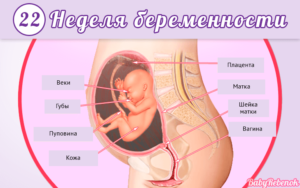 Шевеление плода на 21 неделе беременности как часто