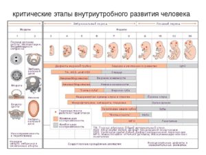 С какого дня эмбрион начинает питаться от матери