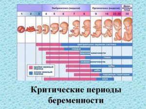 20 Неделя беременности от зачатия что происходит