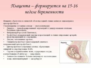 Низкая плацентация при беременности 18 неделя